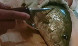 鱼视频,探索海洋生物的奇妙世界