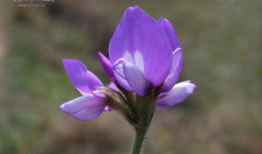 米口袋,探寻古老植物的神奇魅力