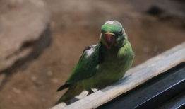 鹦鹉视频,智慧鸟儿的多彩生活瞬间