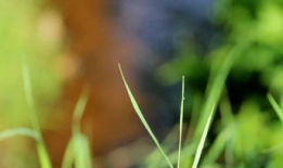 清清草视频,探寻自然之美，感受生命之韵