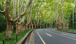 梧桐大道,穿越时光的绿色长廊