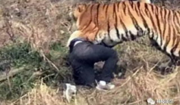 老虎的视频,揭秘野生老虎的神秘生活