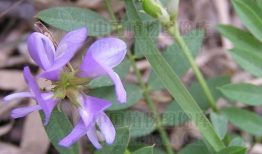 米口袋,探寻古老植物的神奇魅力