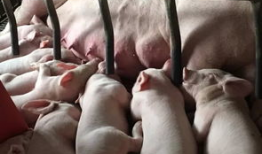 两小猪喝人奶喂猪视频,喂猪视频引发网友热议