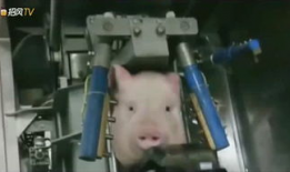 杀猪视频,揭秘网络传播的残忍杀猪视频