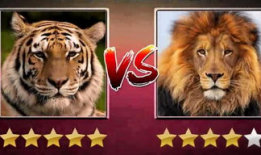 老虎的视频,揭秘野生老虎的神秘生活